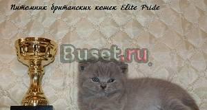 Чистокровные британские котята из питомника Санкт-Петербург