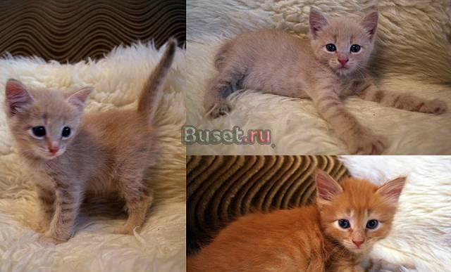 Симпатичные умные котики (с доставкой) Москва