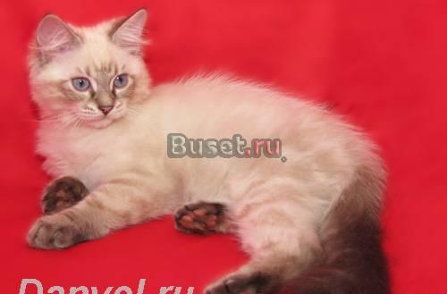 Продажа сибирских, невских маскарадных котят Москва