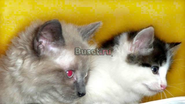 Котята-тигрята Москва