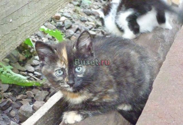 Котенок-черепашка ищет дом Санкт-Петербург