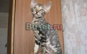Котята корниш-рекс Гороховец