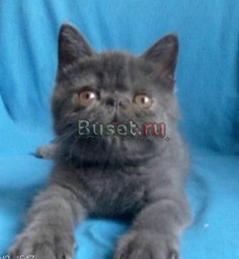 Голубая экзотическая кошечка Москва