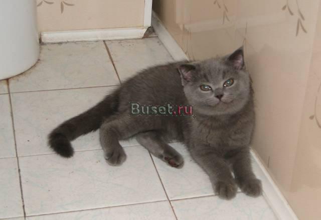 Шотландский котенок Москва