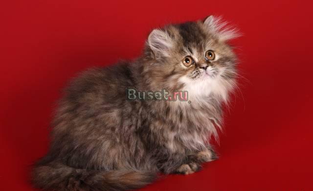 Персидская кошечка (остался один котёнок) Санкт-Петербург