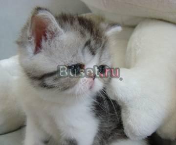 Питомник экзотических короткошерстных кошек Москва
