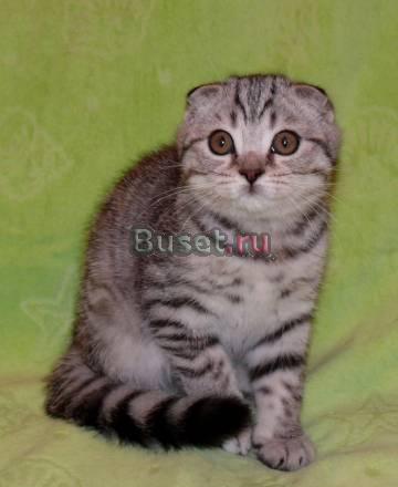 Шотландский котик-пятнистый Москва