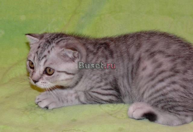 Продается шотландский котик Москва