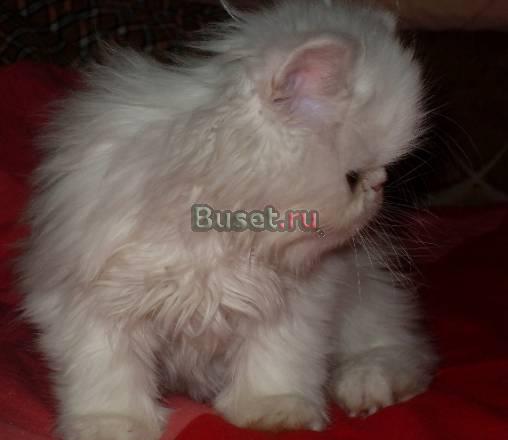 Персидские котята Красноярск