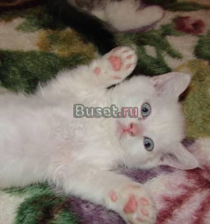 Котик редчайшей породы Воронеж