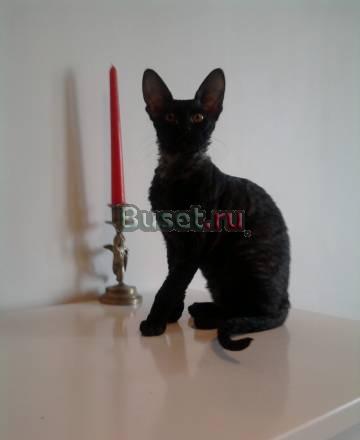 Корниш Рекс Котята - Верные Друзья Москва