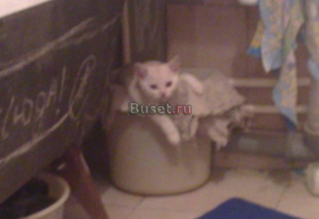 Котенок британца страйт 3 месяца Москва