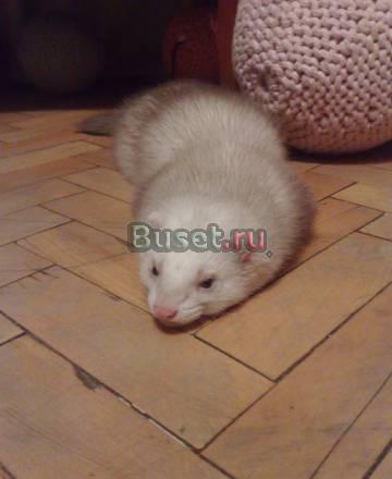 Хорек Москва