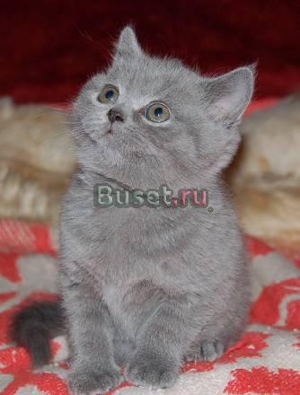 Британские котятки Москва