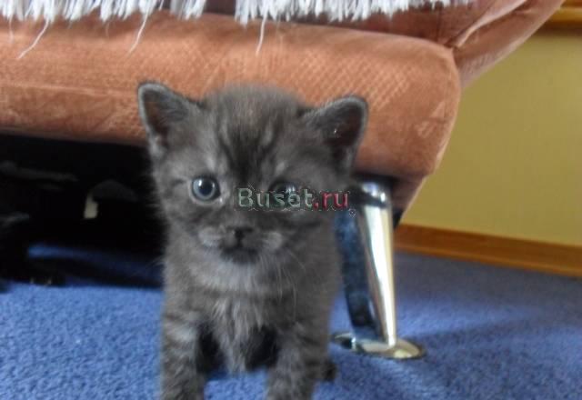 Британские котята Саратов