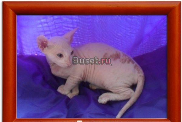 Котята Донского сфинкса Пятигорск