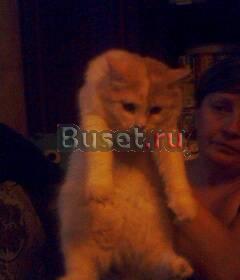 Продаю классическую персидскую кошку Москва