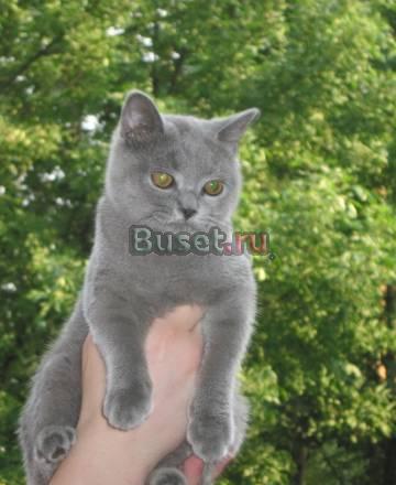 Элитные клубные британские котята (летние цены) Москва