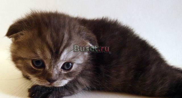 Вислоухий кот Вениамин Москва
