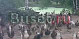 Башкирская утка Городец