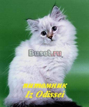 Невские маскарадные котята от чемпиона мира Москва