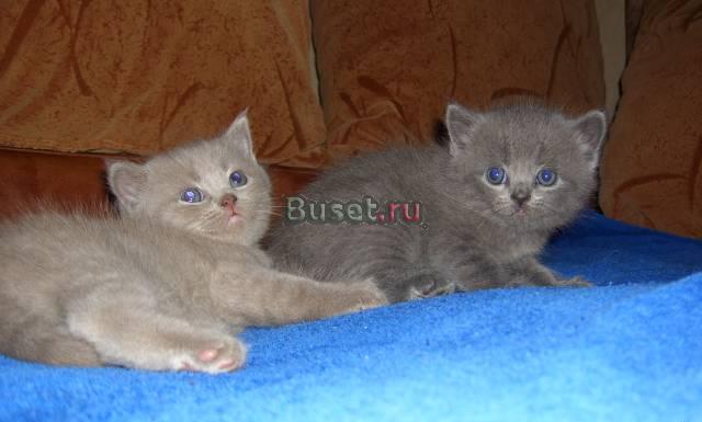Британские котята Москва