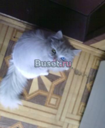 Котята Ангоры Турецкой Москва