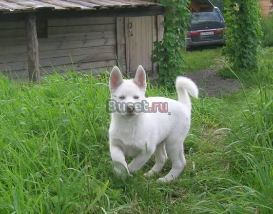 Щенка породы сибирский хаски Новосибирск