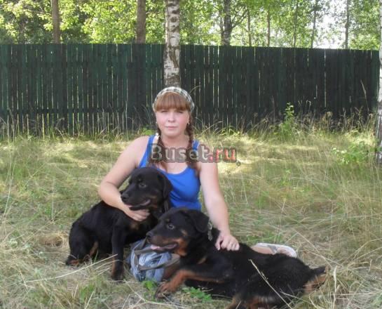 Продаются подрощенные щенки ротвейлера Дмитров