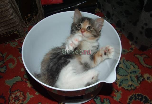 Продажа котят Москва