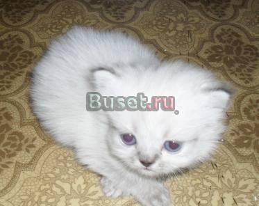 Породистые котята Самара