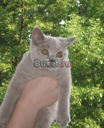 Клубные британские котята Москва