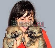 Щенки померанского шпица Краснодар