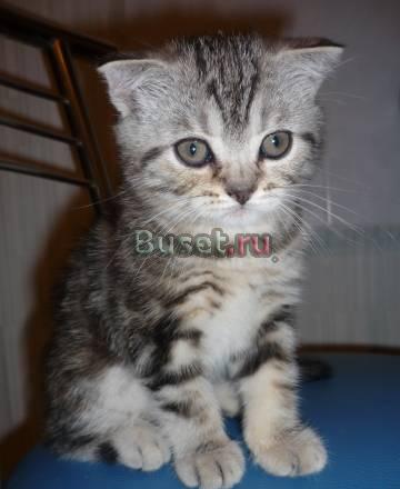 Шотландские вислоушки Белгород