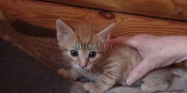 Котята в дар, бесплатная доставка Москва