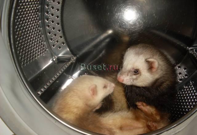 Элитнйе щенки цвергшнауцера и хорьки Туапсе