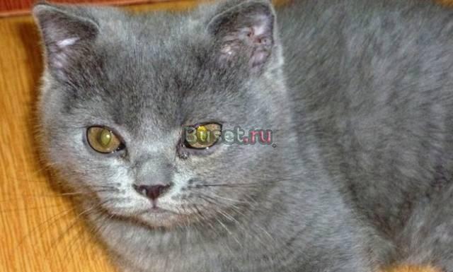 Шотландец голубой Москва