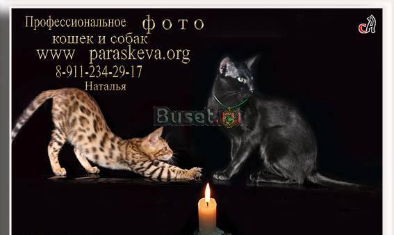 Профессиональное фото кошек и собак Санкт-Петербург