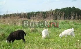 Козлики Волоколамск