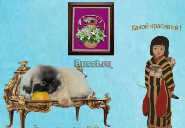 Пекинесы - щенки - продажа Москва
