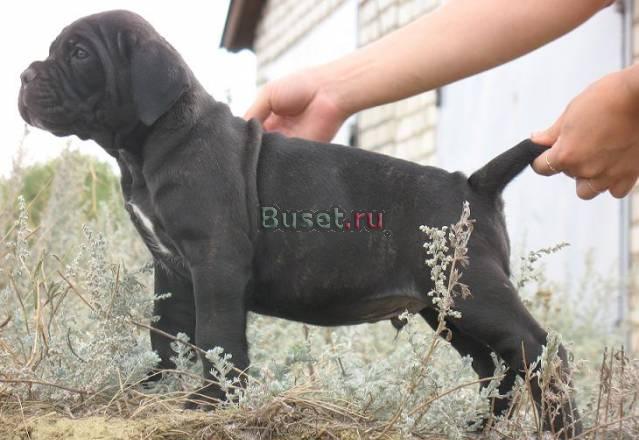 Cane corso Самара