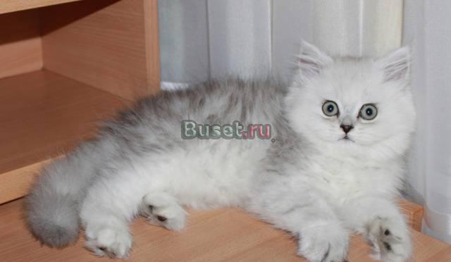Котёнок персидский,серебристая шиншилла Москва