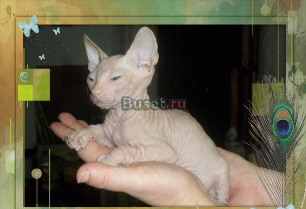 Котята Донского сфинкса Ростов-на-Дону
