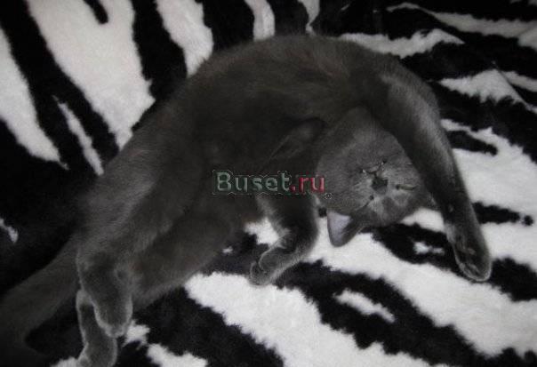 Клубный котенок шоу-класса от титулованных родител Санкт-Петербург