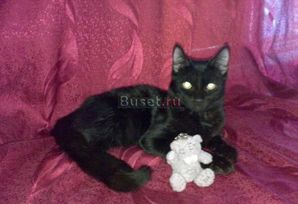 Котёнок-мальчик Черныш в добрые руки Саратов