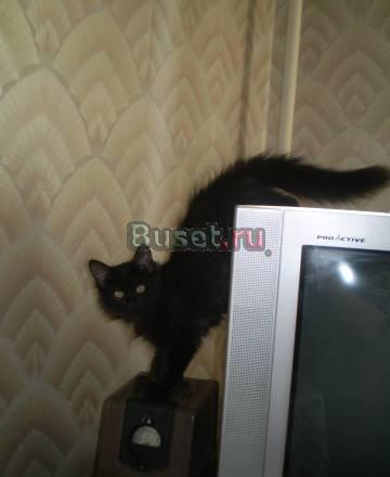 Пушистые сибиряки без родословной Москва