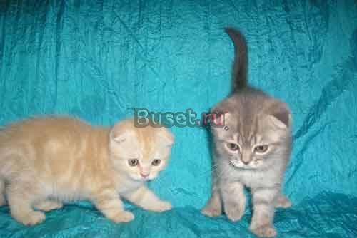 Шотландские котята фолд и страйт Санкт-Петербург