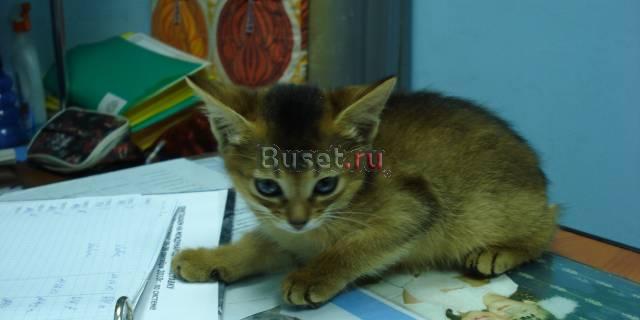 Абиссинские котята Санкт-Петербург