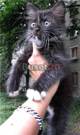 Котенок-чернобурка, 1,5 месяца в дар Санкт-Петербург
