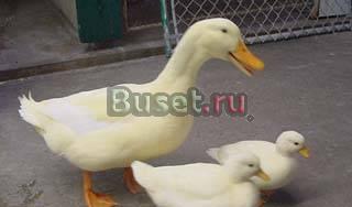 Цыплята,куры,гуси,утки,индейки Волоколамск